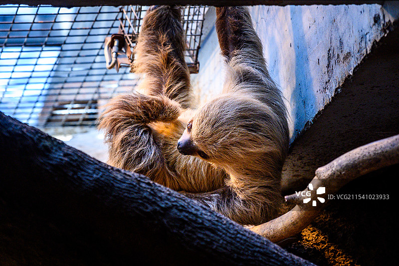 北京动物园三趾树懒图片素材