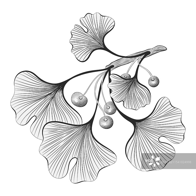 手绘银杏叶轮廓图片素材