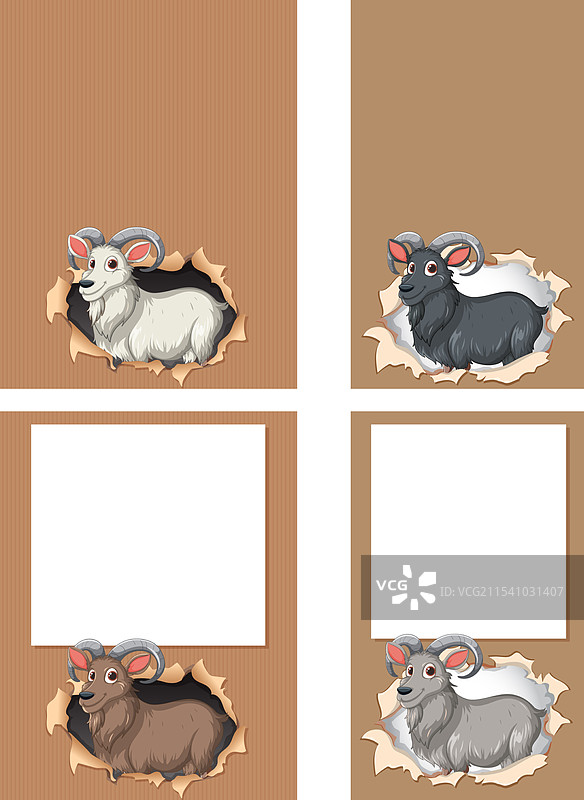 公羊从撕裂的纸张中窥视图片素材