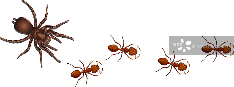 蚂蚁和一只蜘蛛在一起图片素材