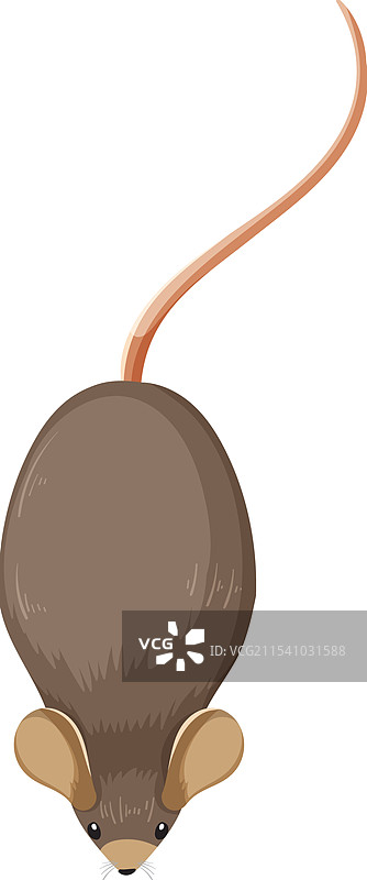 棕色老鼠的细节图片素材