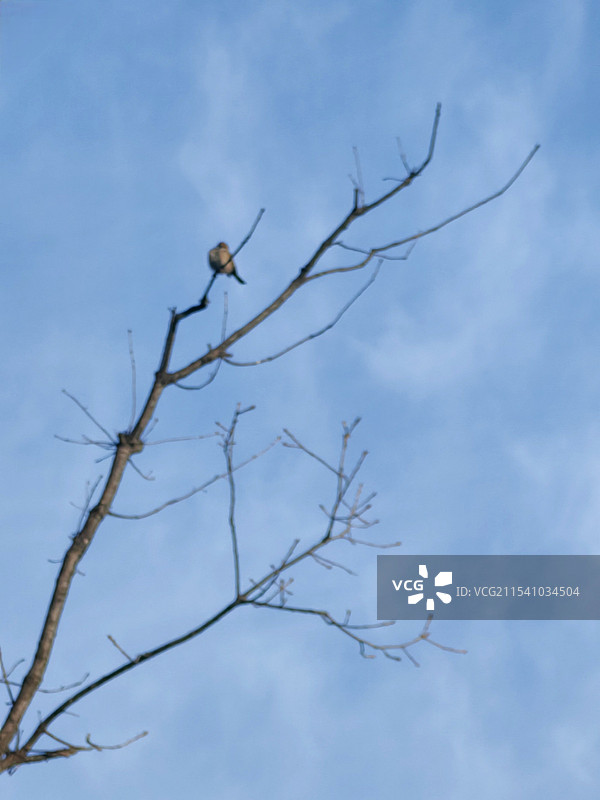独立枝头图片素材