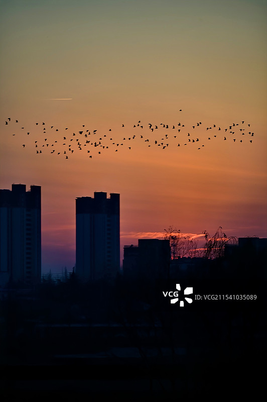 晚霞与鸟群图片素材
