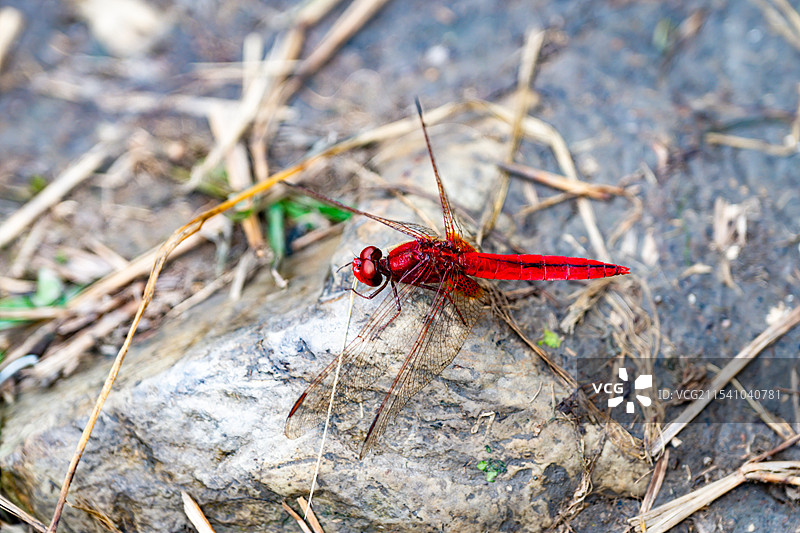 岩石上蜻蜓特写镜头图片素材