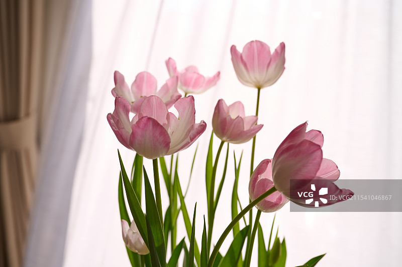 节日花卉图片素材