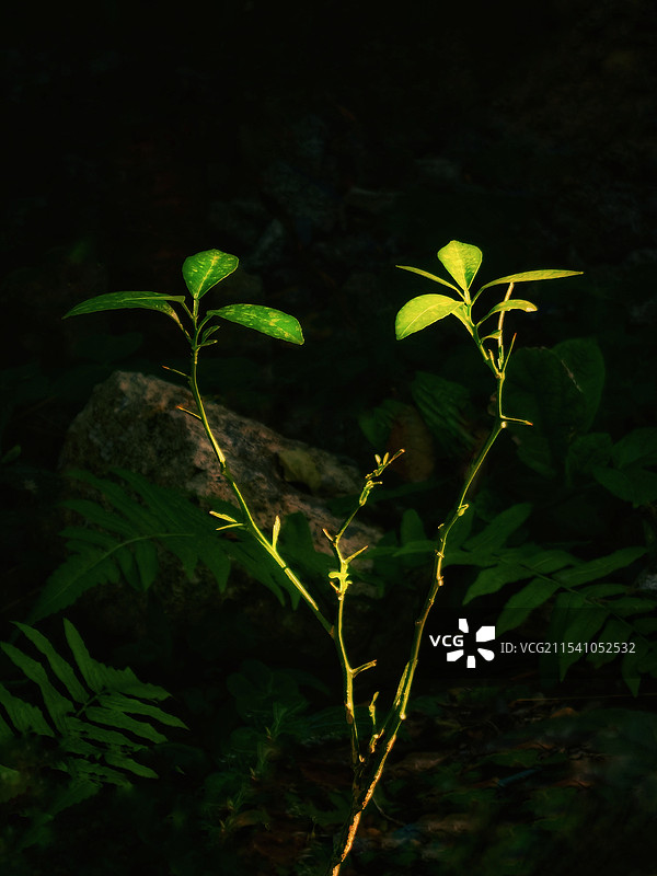 在野外生长在阳光下的柠檬树苗的特写镜头图片素材