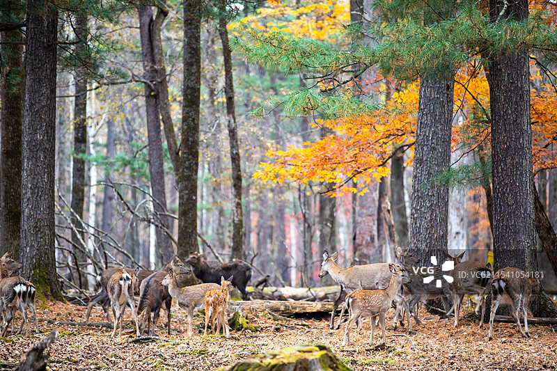 吉林延边露水河国家森林公园 麋鹿秋色图片素材