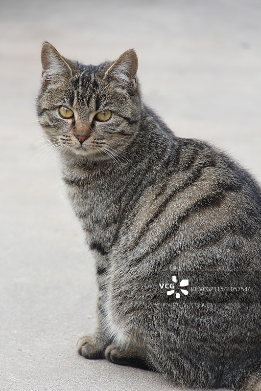 狸花猫图片素材
