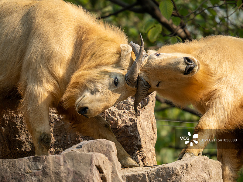国家一级保护动物羚牛打架图片素材