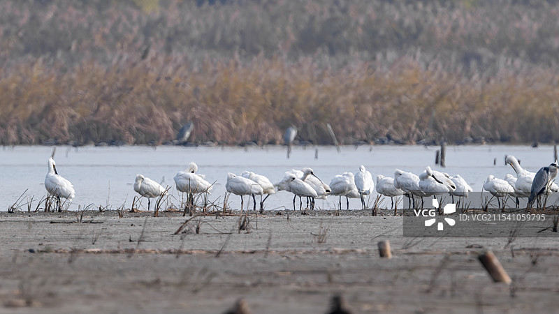 白琵鹭和黑脸琵鹭生境拍摄于杭州钱塘大湾区湿地公园图片素材