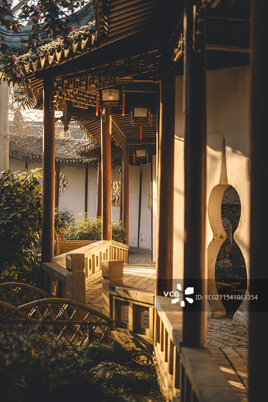 苏州沧浪亭的腊梅和茶花都开了图片素材