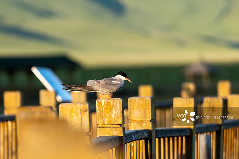 燕鸥鸟类特写保护动物图片素材