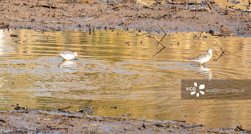 水鸟，鹬图片素材
