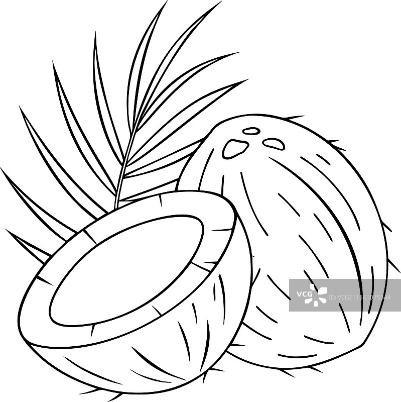 椰子和棕榈叶的详细轮廓图片素材
