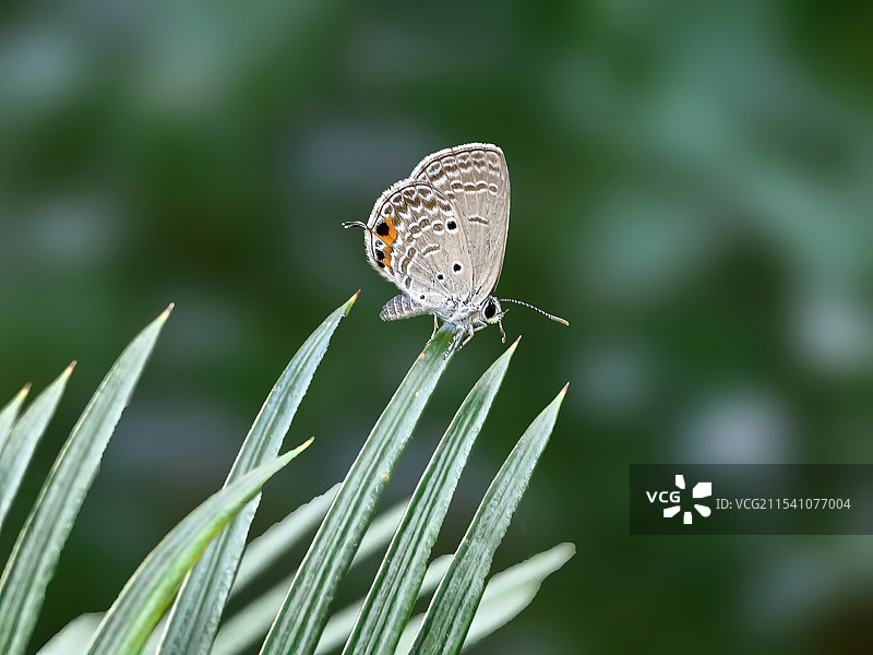 铁树上的灰蝶图片素材