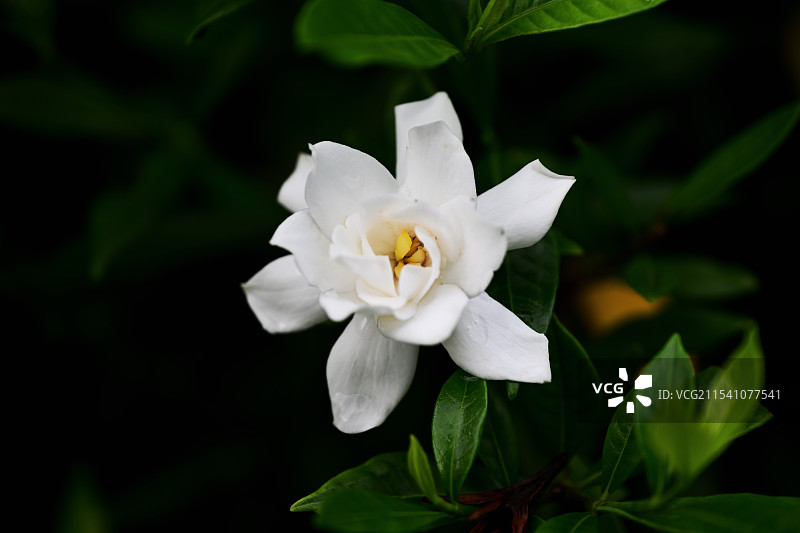 栀子花图片素材