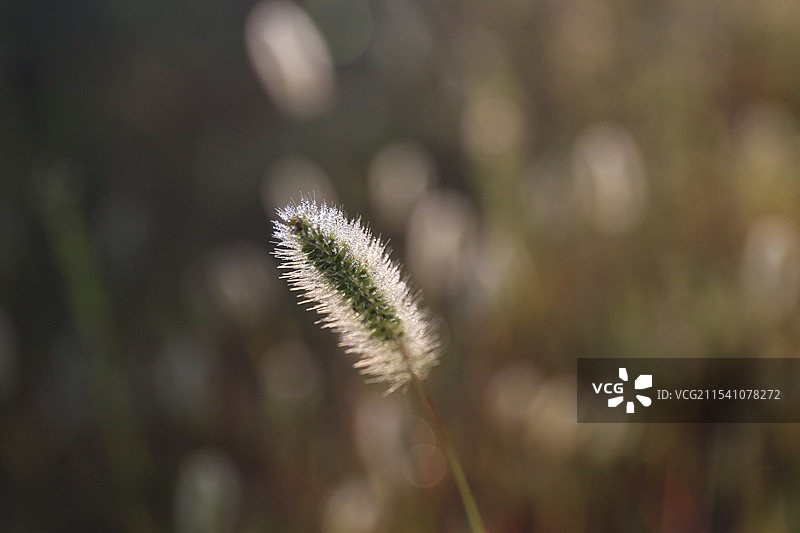 狗尾草图片素材