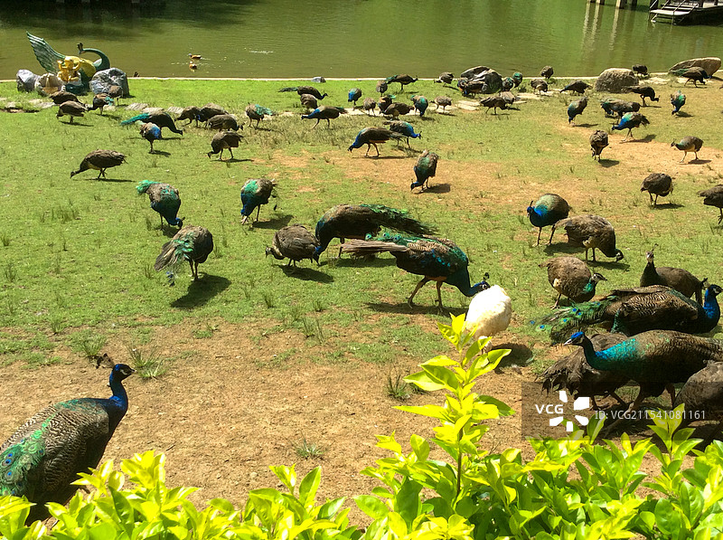 西双版纳原始森林公园景区图片素材