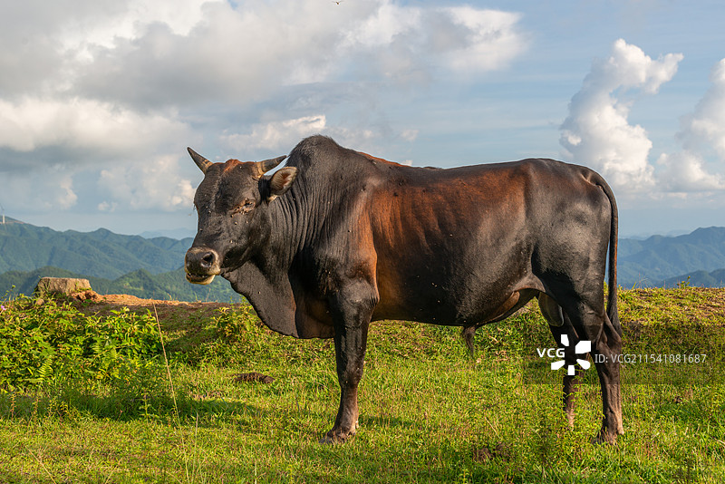 山坪风车山上的一头公黄牛，广东省阳春市甲镇、信宜市合水镇界山图片素材