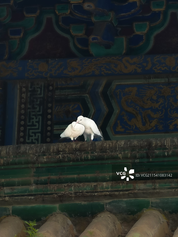 潭柘寺情侣: 先有潭柘寺，后有北京城。白鸽们在古寺的屋檐下，繁衍生息，见证尘世烟火。图片素材