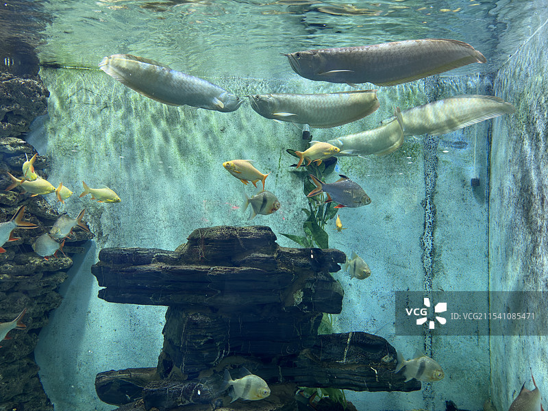 水族馆中的鱼图片素材