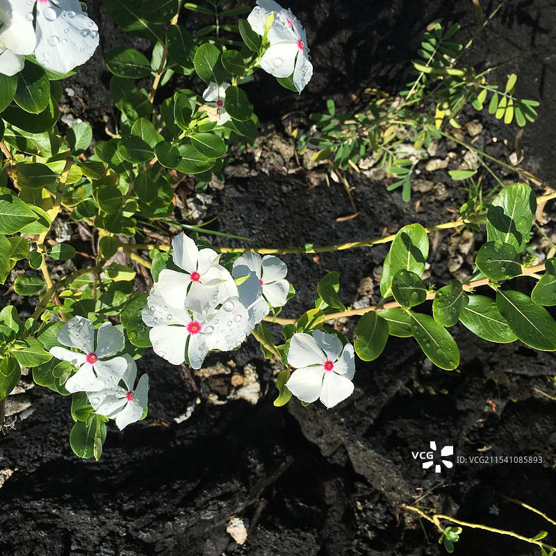 萨摩亚萨瓦伊岛火山喷发后的岩石图片素材