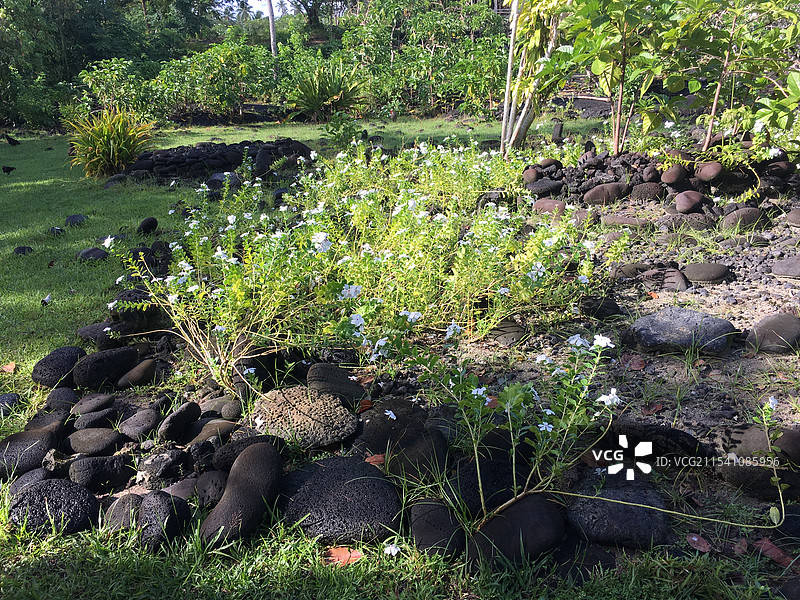 萨摩亚萨瓦伊岛火山喷发后的岩石图片素材
