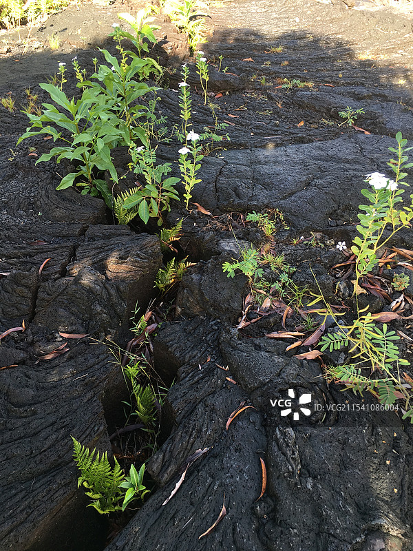 萨摩亚萨瓦伊岛火山喷发后的岩石图片素材