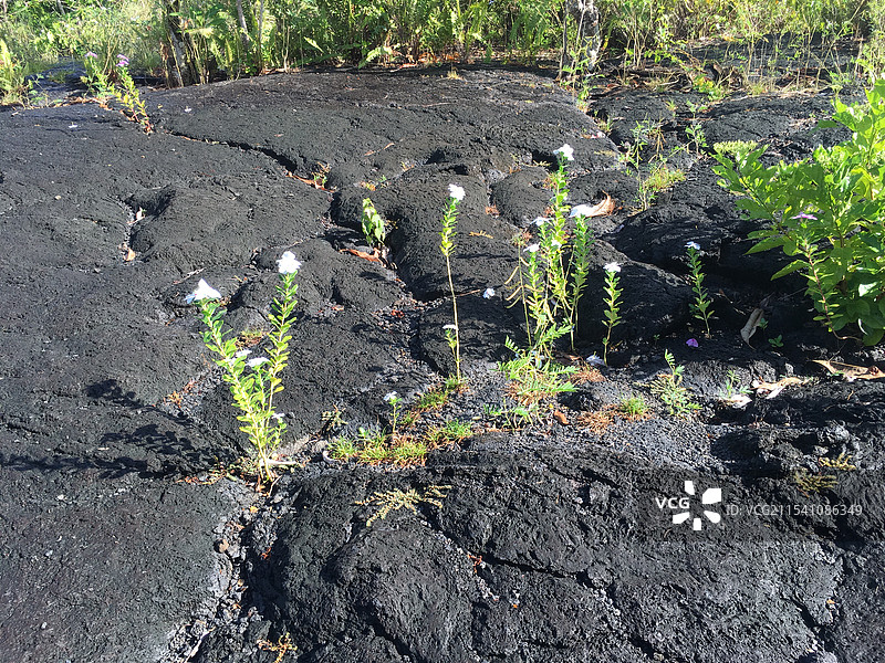 萨摩亚萨瓦伊岛火山喷发后的岩石图片素材