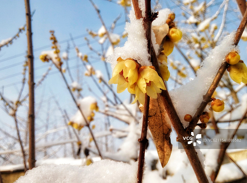 雪落-腊梅图片素材