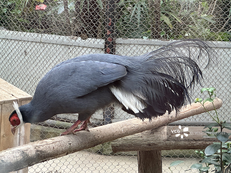 蓝马鸡图片素材