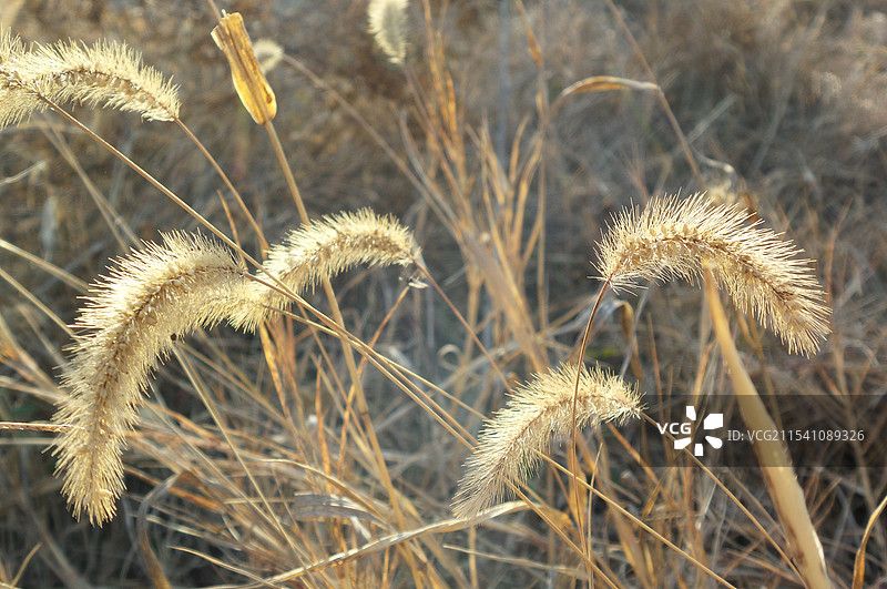 狗尾巴草 狗尾草图片素材