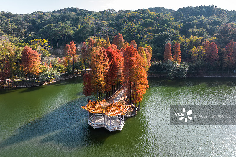 冬日早晨的西樵山天湖公园落羽杉一片金黄图片素材