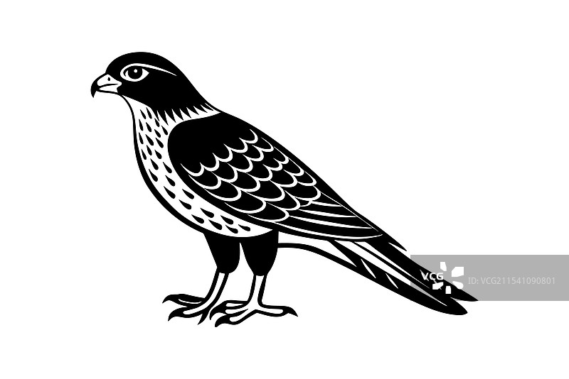 欧亚雀鹰艺术图片素材