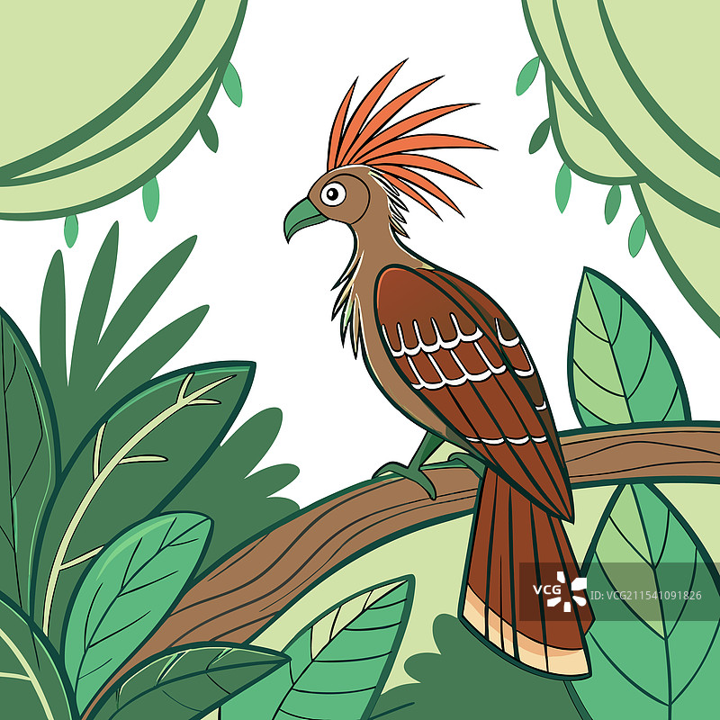 亚马逊神秘鸟类——霍阿津鸟图片素材