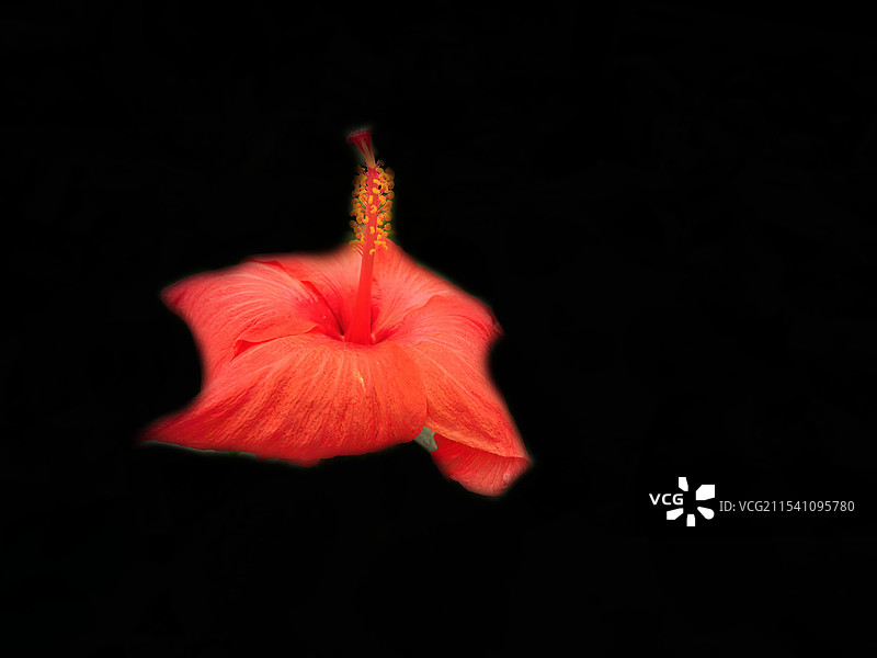 黑色背景下的红色花头图片素材