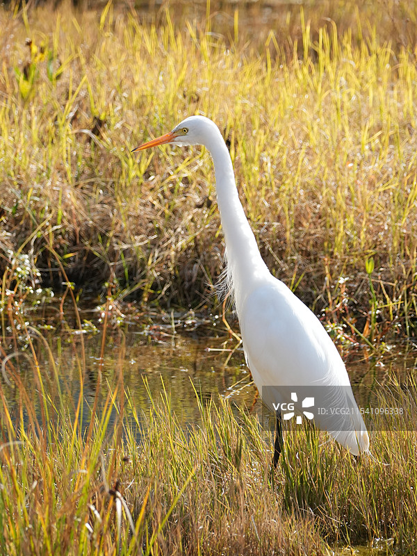 腾冲北海，镜头下的白鹭更加迷人，自然之美，尽在咫尺！图片素材