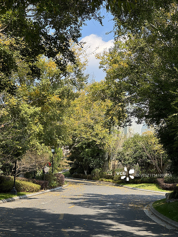 豪华别墅小区的道路和绿化，杭州转塘绿城云栖玫瑰园图片素材