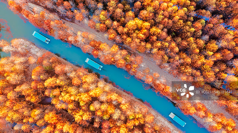 航拍皖南落羽红杉林图片素材