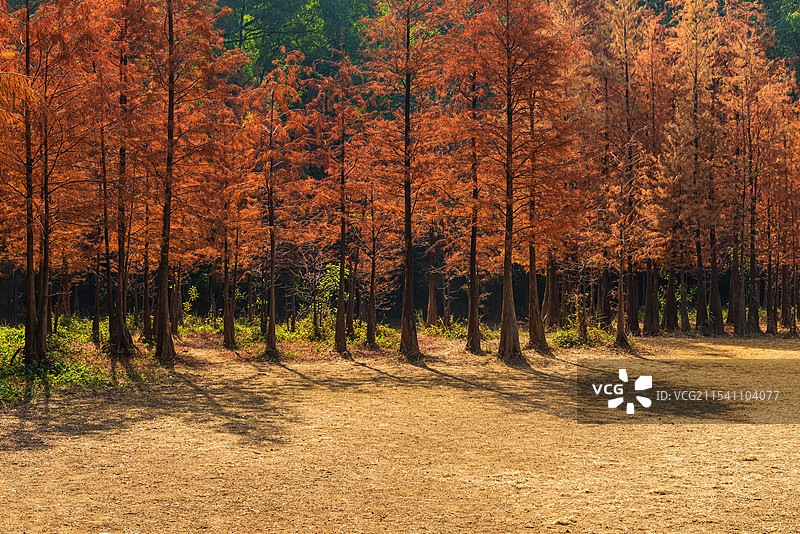 广州番禺大夫山森林公园落羽杉树林风景图片素材