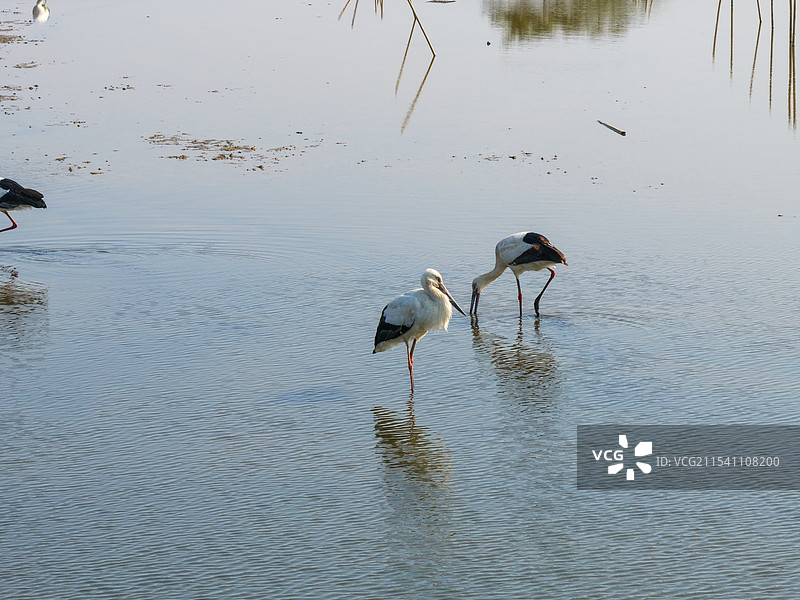 东方白鹳图片素材