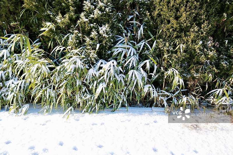 冬季冰冻植物特写图片素材