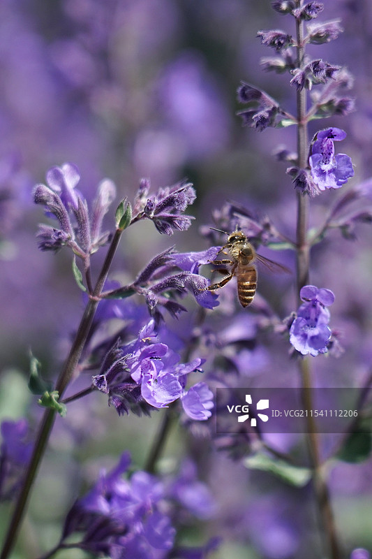 川西甘孜州，蜜蜂与薰衣草，特写图片素材