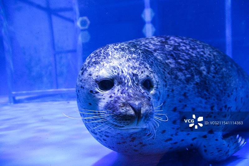 呆萌海豹水中凝视图片素材