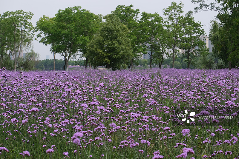 武汉东西湖泾河公园的紫色马鞭草盛开图片素材