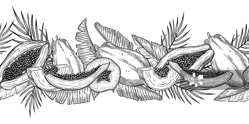 无缝线性边框与手绘木瓜图片素材