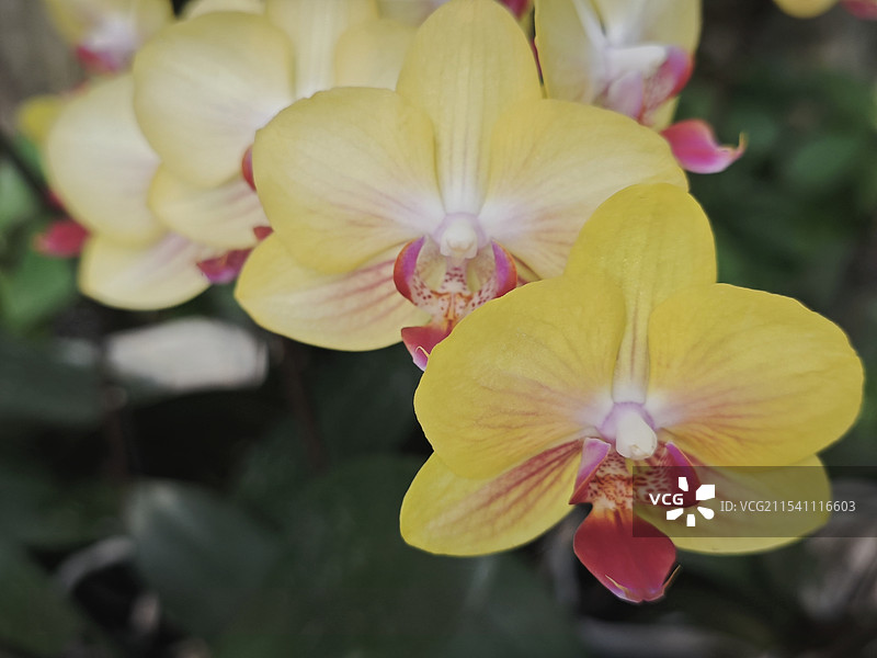 黄色兰花图片素材