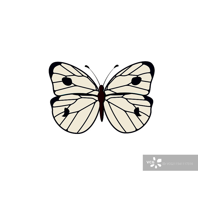 飞翔的卷心菜蝶图片素材