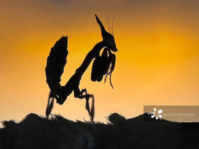 晚霞下的幽灵（螳螂）图片素材