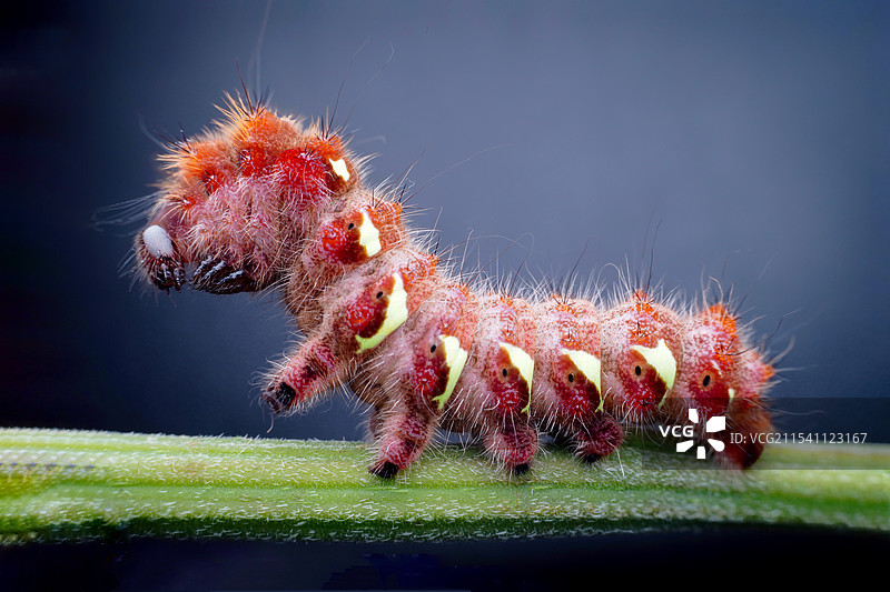 小幼幼图片素材